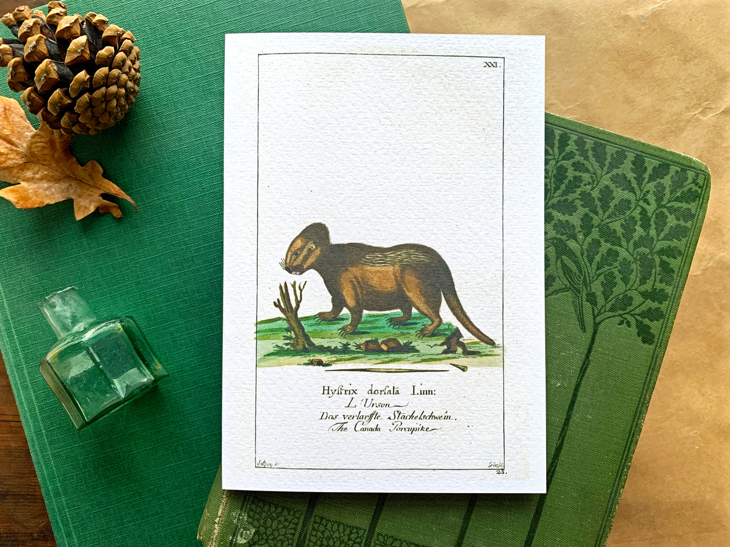 Porcupine Vintage Illustration Greetings Card