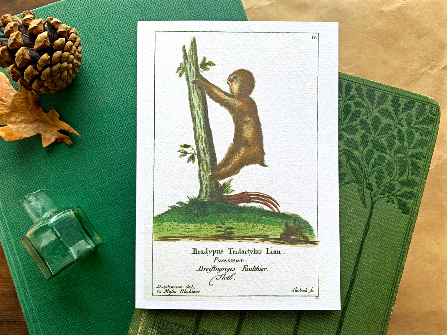 Sloth Vintage Illustration Greetings Card