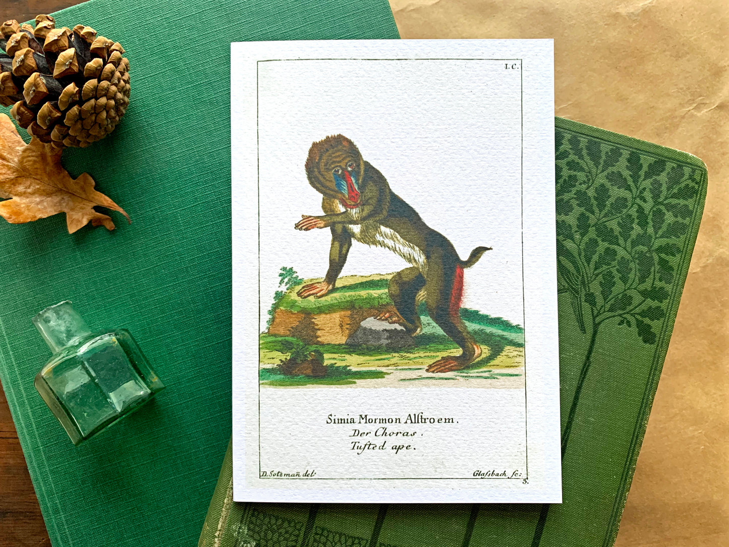 Baboon Vintage Illustrated Greetings Card