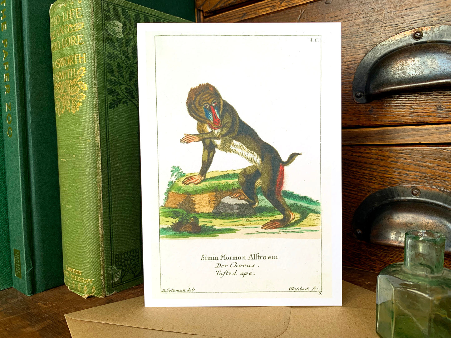 Baboon Vintage Illustrated Greetings Card