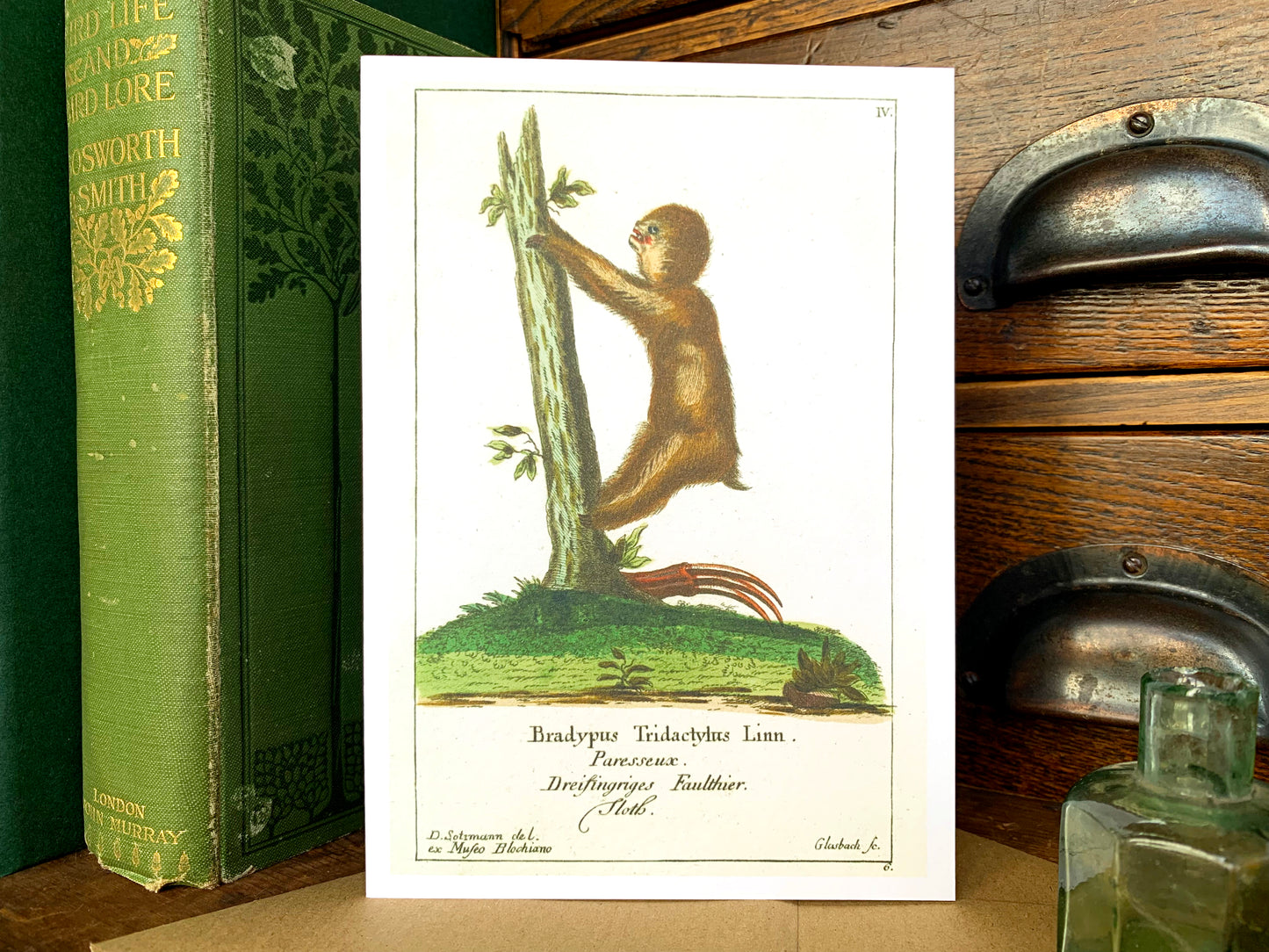 Sloth Vintage Illustration Greetings Card