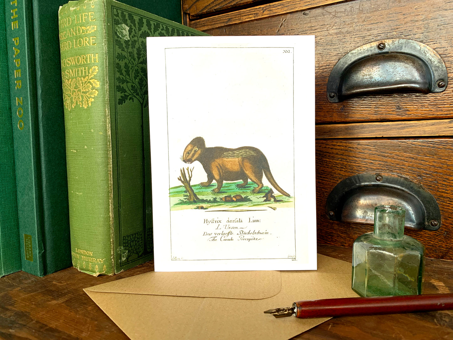 Porcupine Vintage Illustration Greetings Card