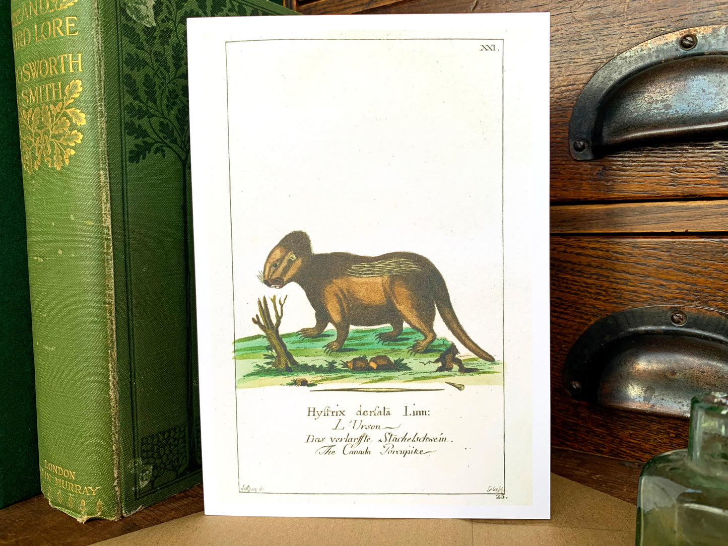 Porcupine Vintage Illustration Greetings Card