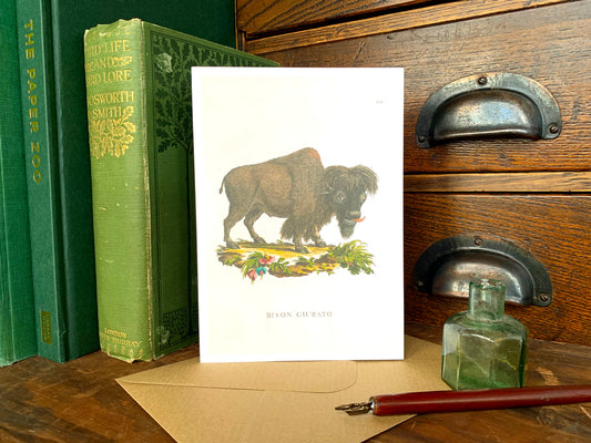 Bison Vintage Illustration Greetings Card