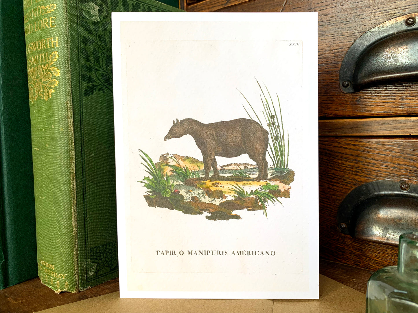 Tapir Vintage Illustration Greetings Card