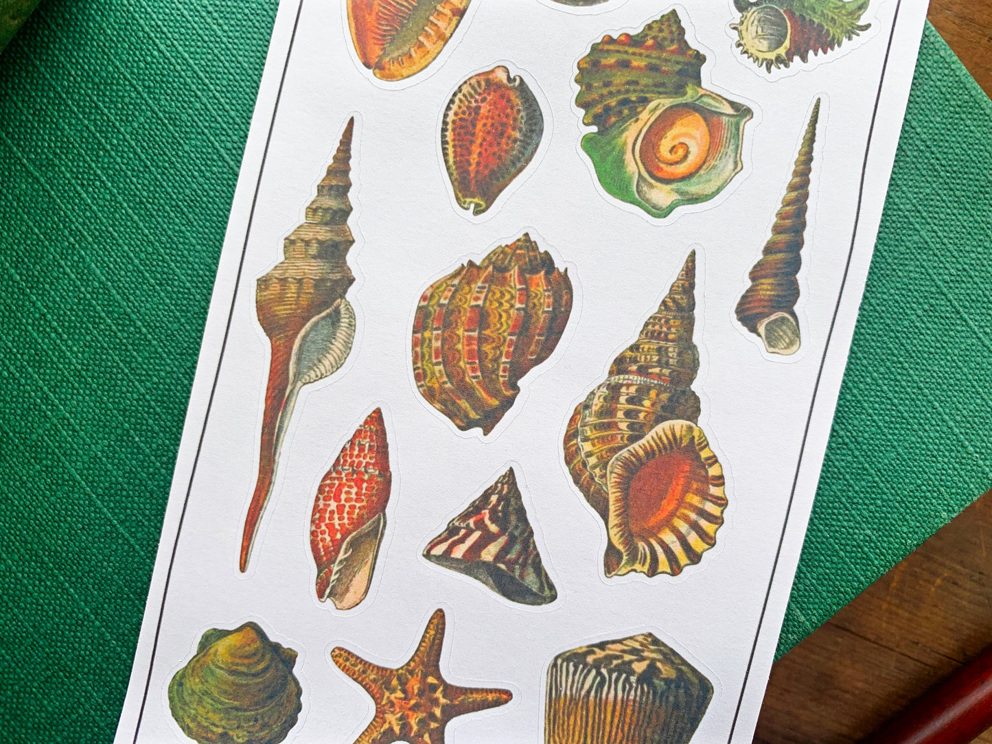 Vintage Shells Sticker Sheet