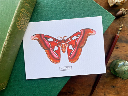 Atlas Moth Greetings Card