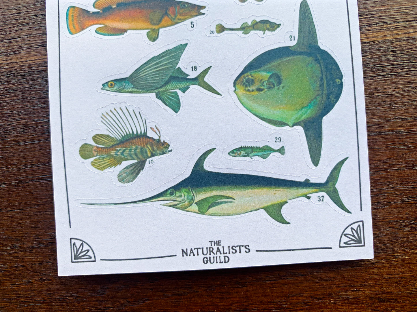 Vintage Fish Sticker Sheet