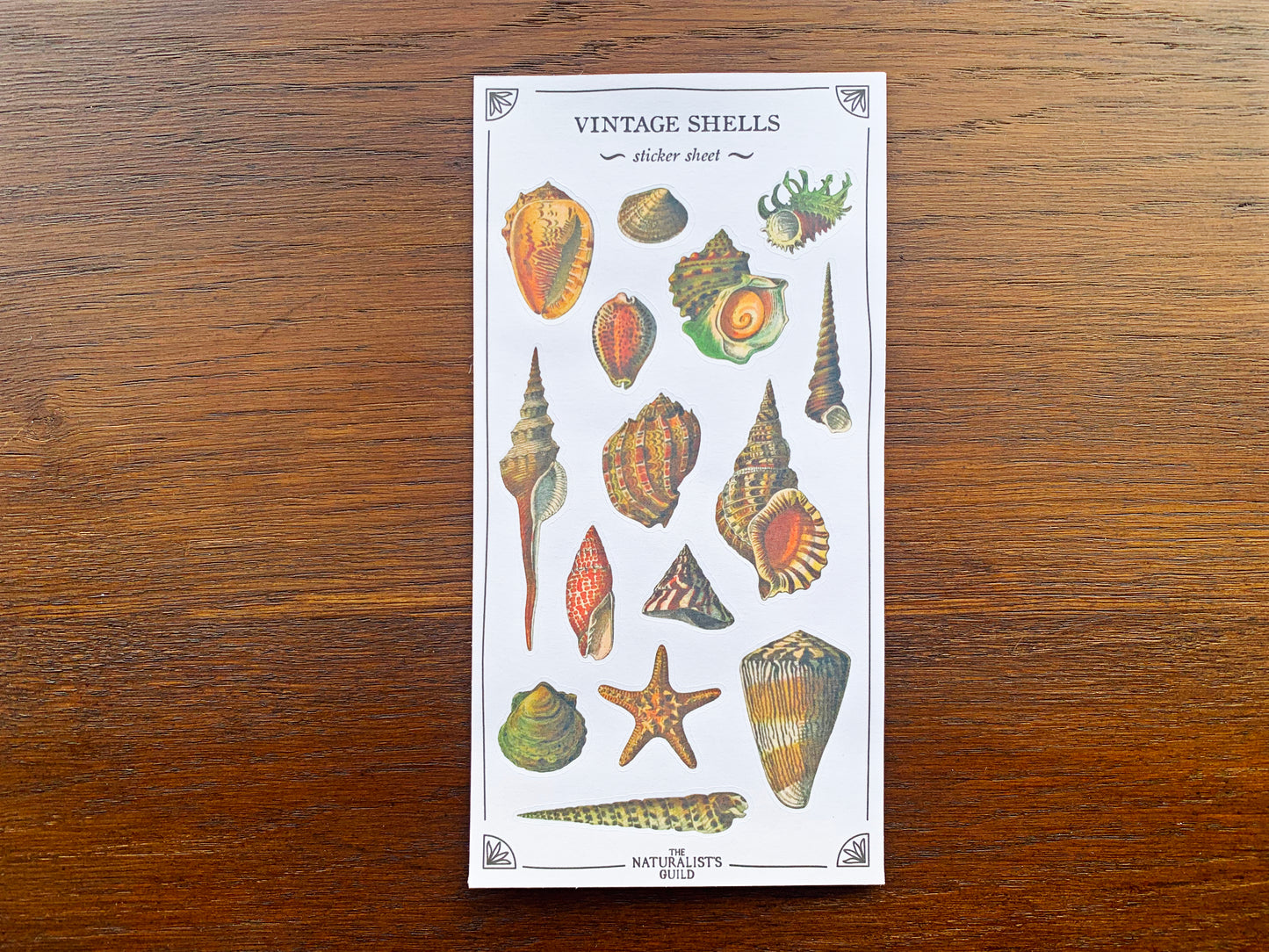 Vintage Shells Sticker Sheet