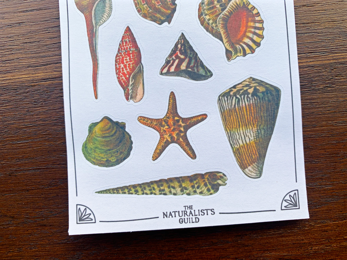 Vintage Shells Sticker Sheet