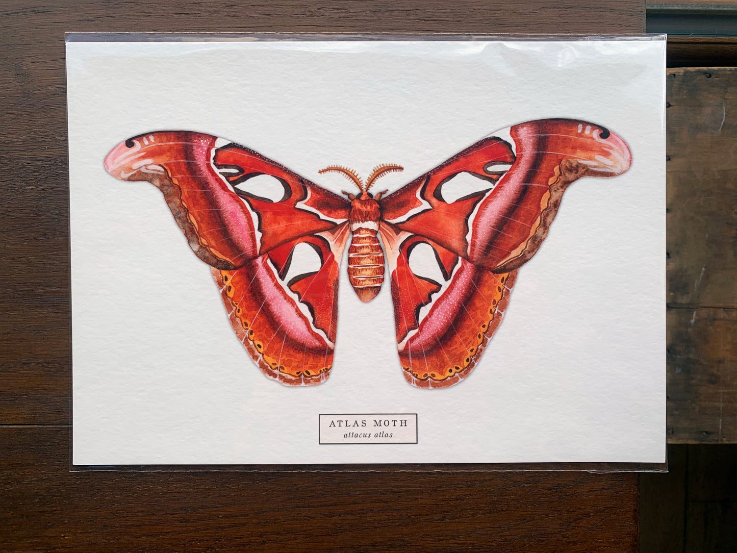 Atlas Moth Art Print