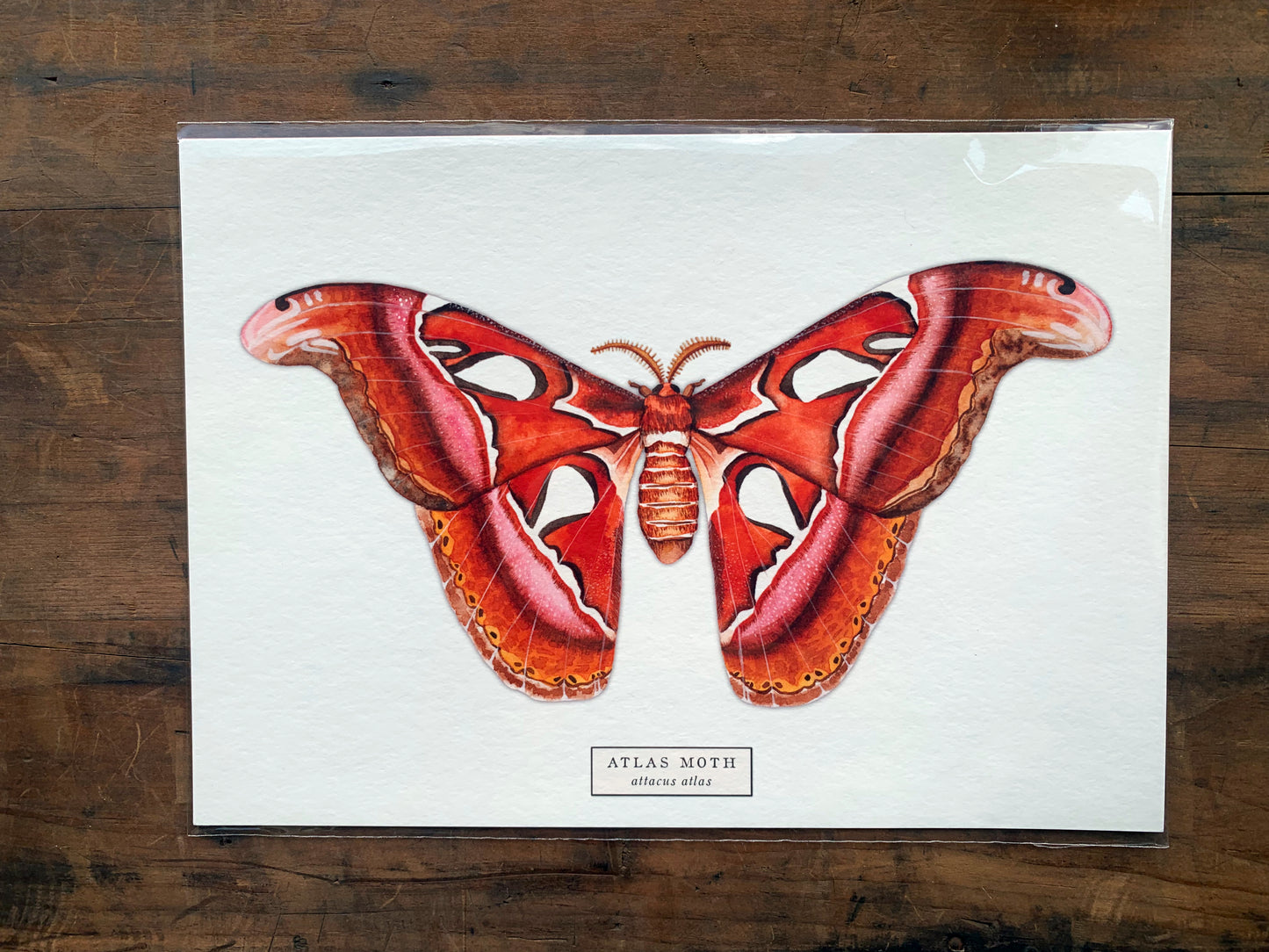 Atlas Moth Art Print