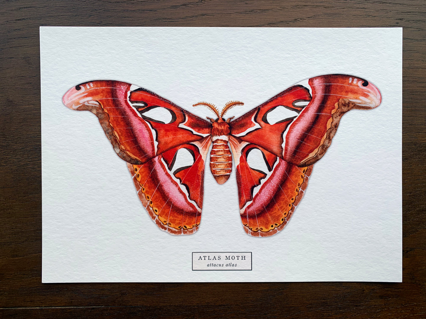 Atlas Moth Art Print