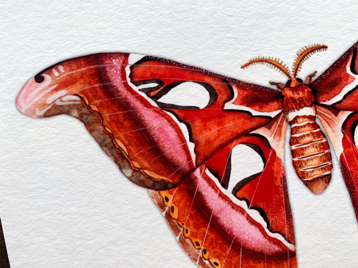 Atlas Moth Art Print