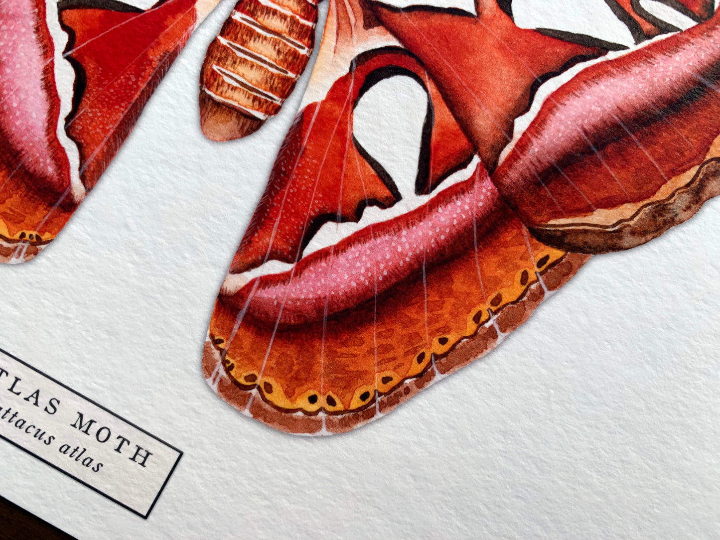 Atlas Moth Art Print