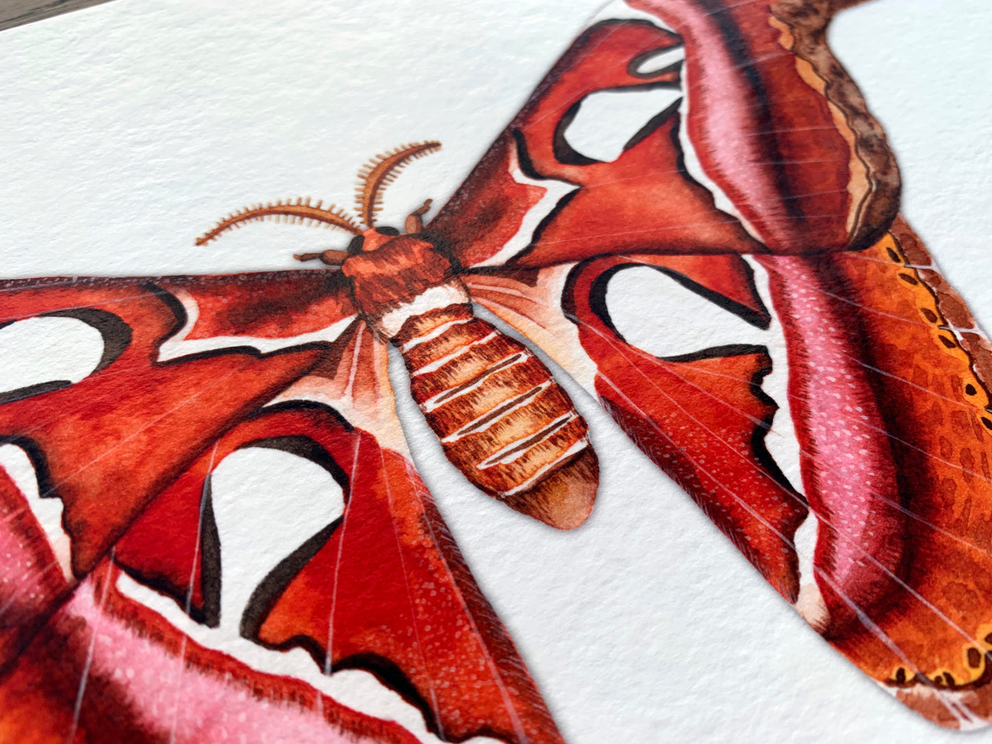 Atlas Moth Art Print