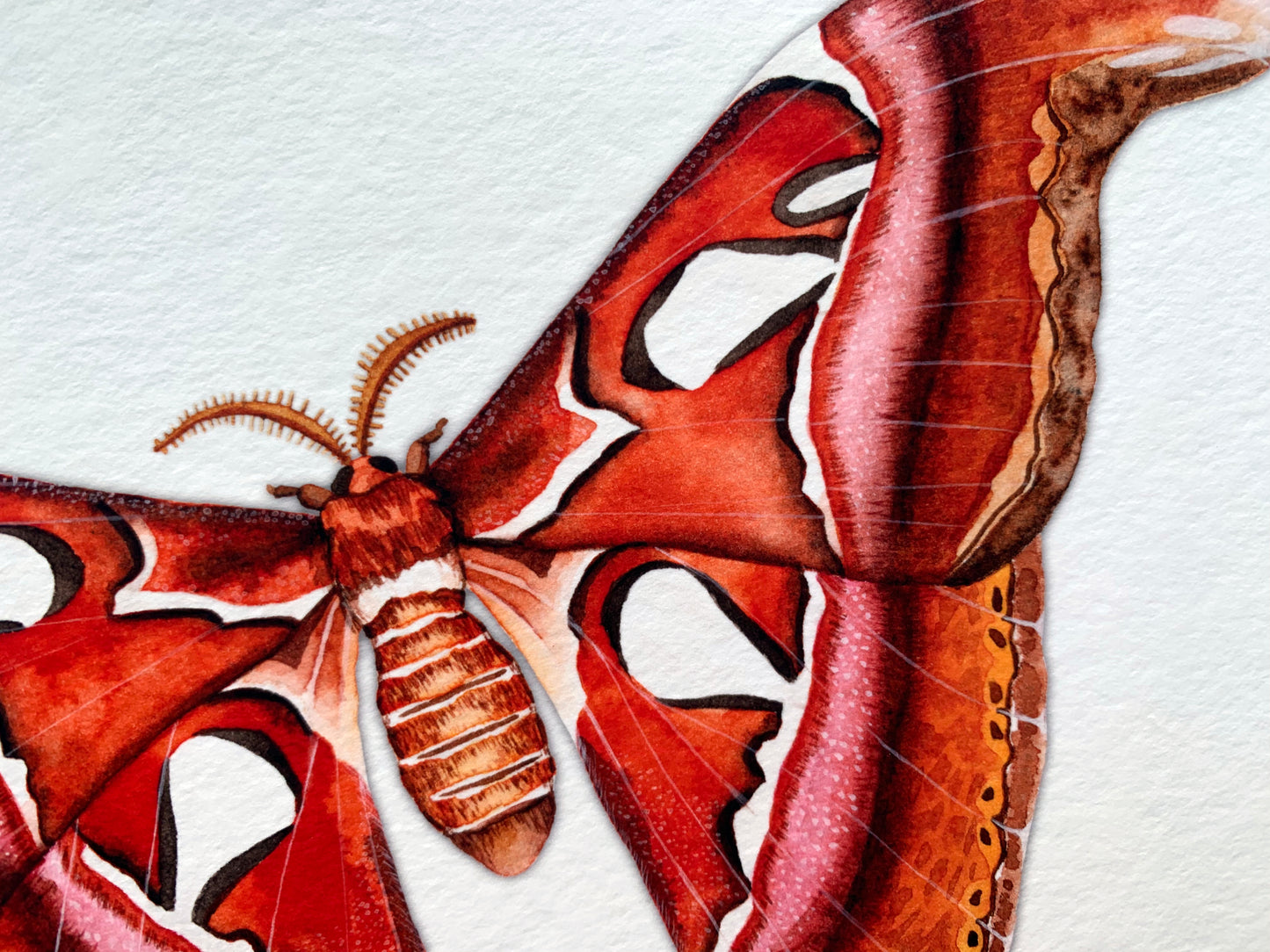 Atlas Moth Art Print