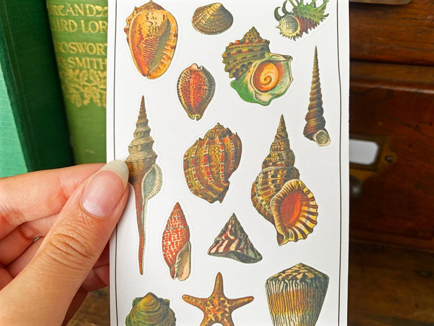 Vintage Shells Sticker Sheet