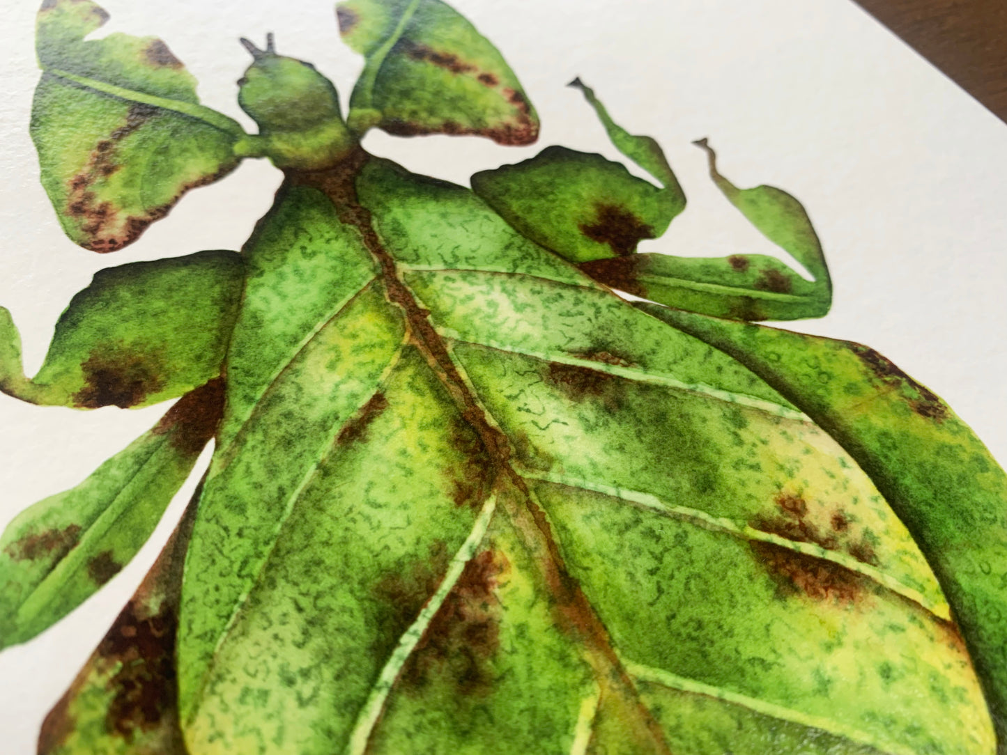 Leaf Insect Art Print