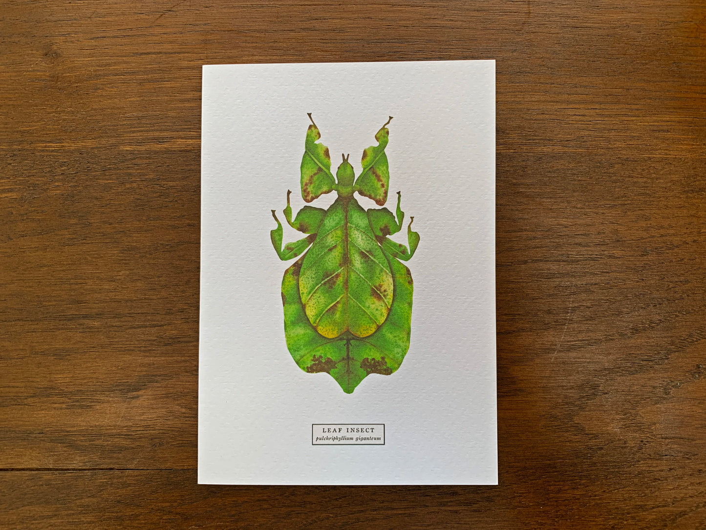 Leaf Insect Greetings Card