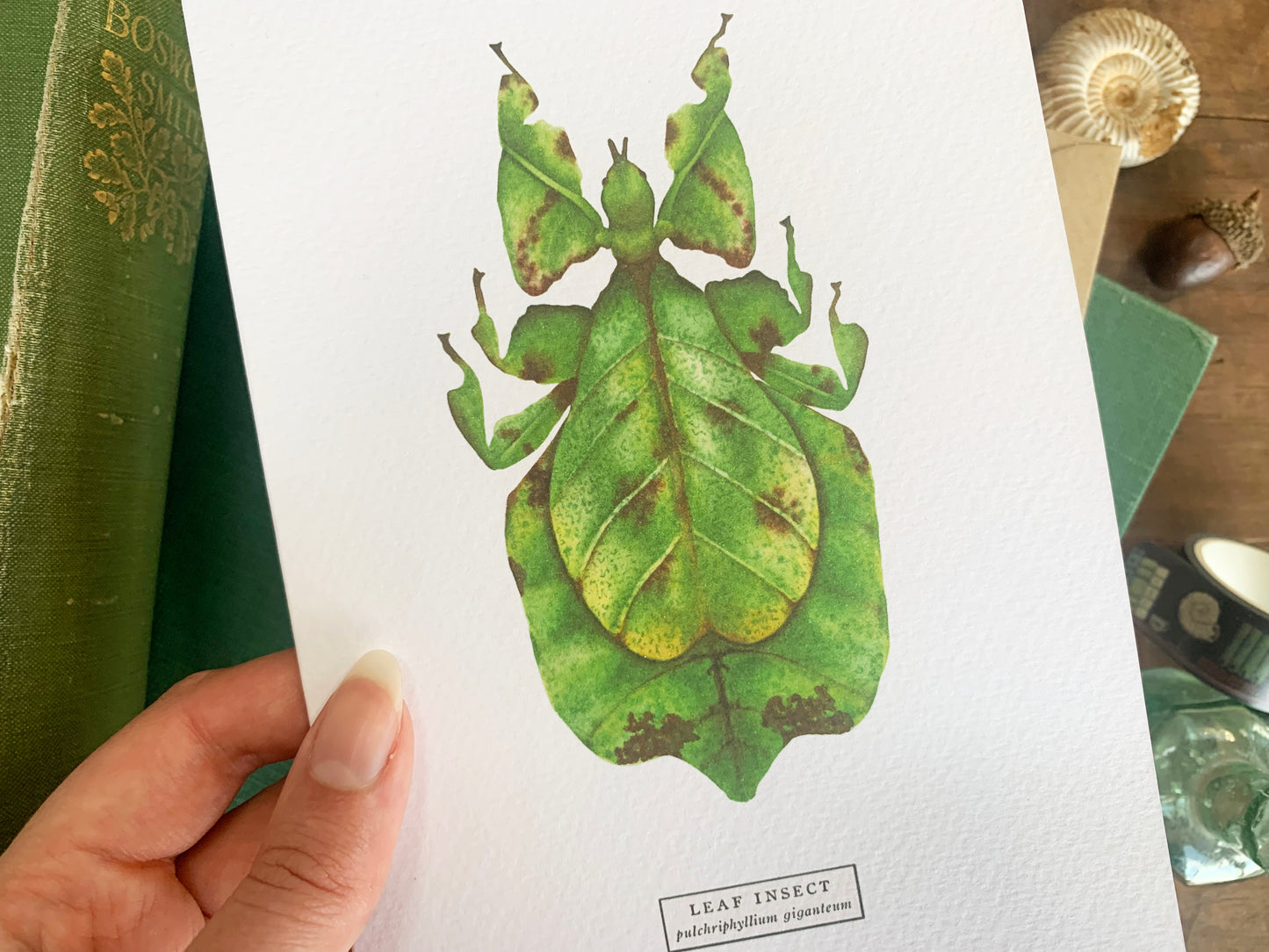 Leaf Insect Greetings Card