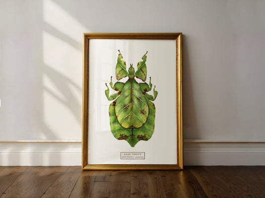 Leaf Insect Art Print