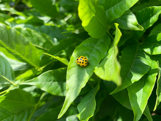 Realistic Yellow Ladybird Pin