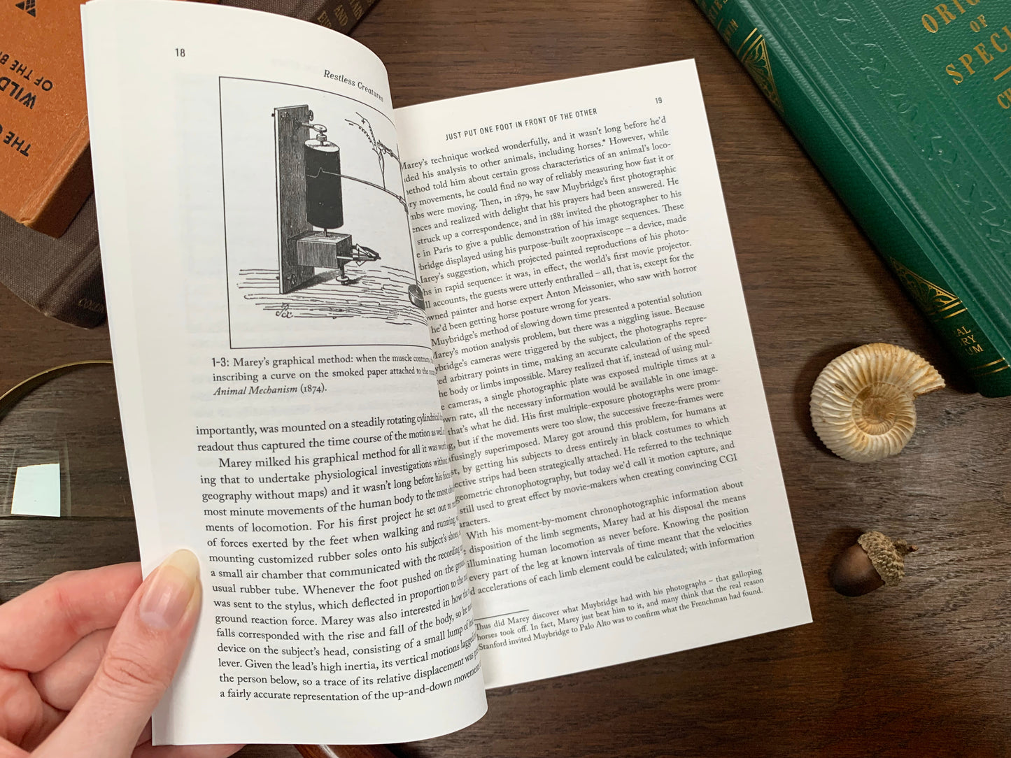 Restless Creatures by Matt Wilkinson