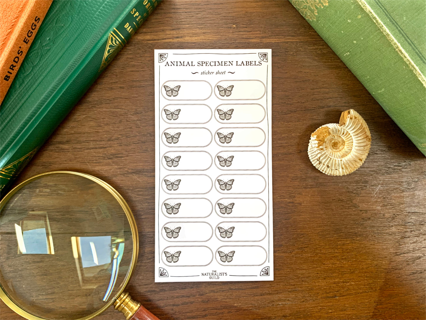 Insect Specimen Label Sheet