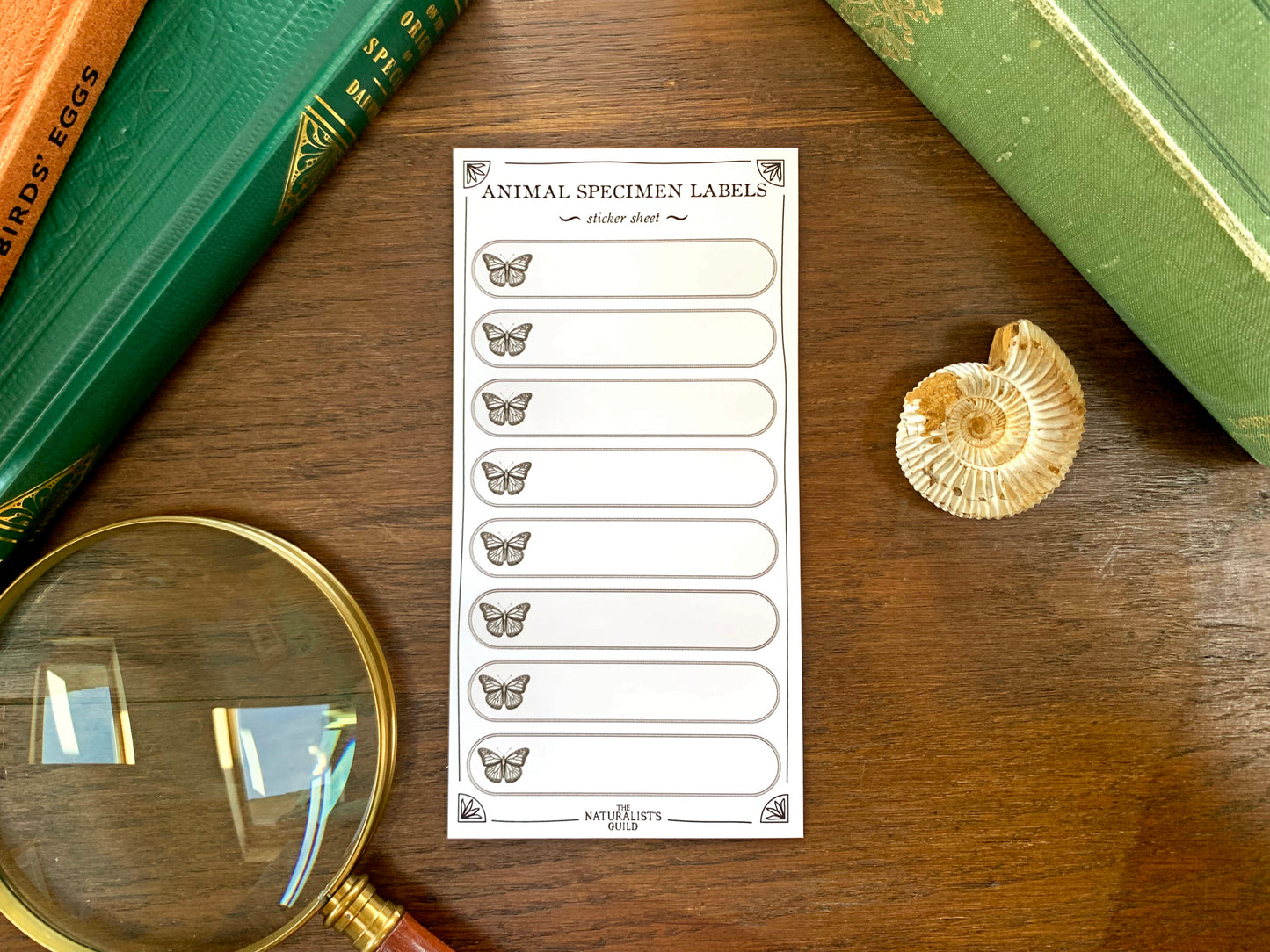 Insect Specimen Label Sheet