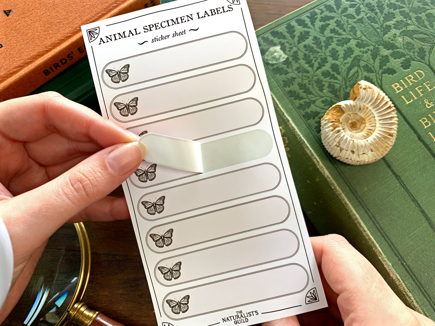 Insect Specimen Label Sheet