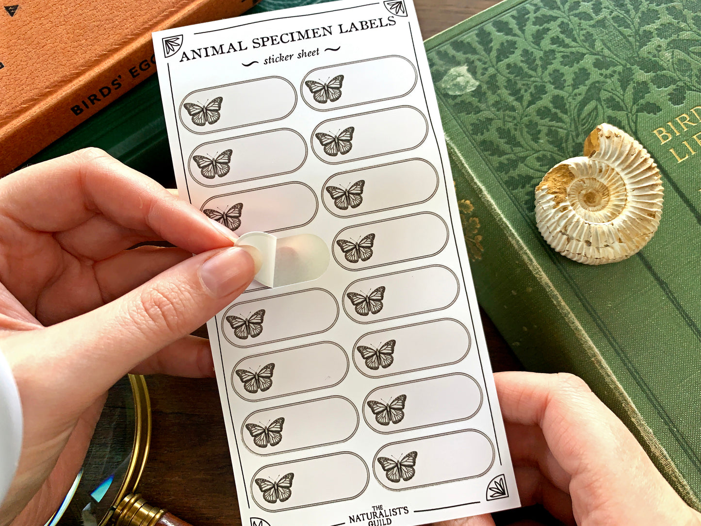 Insect Specimen Label Sheet