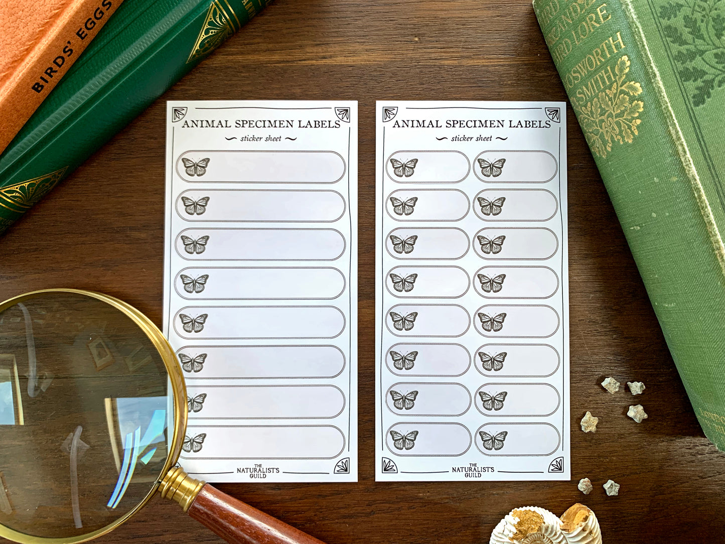 Insect Specimen Label Sheet