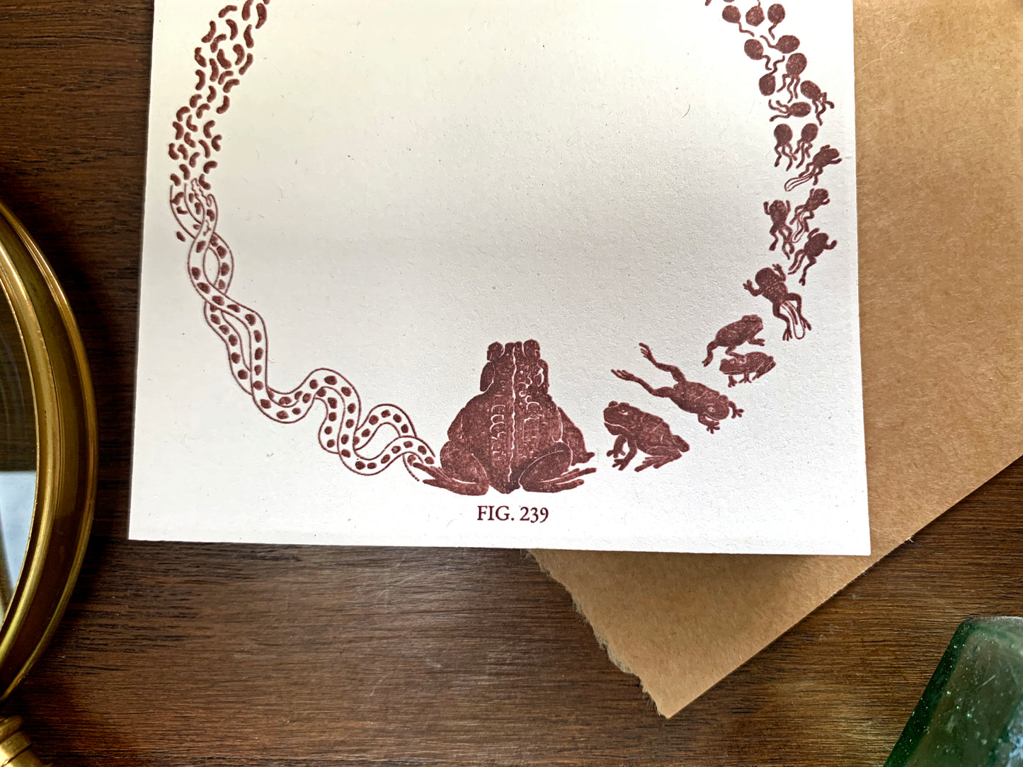 Toad Life Cycle Memo Pad