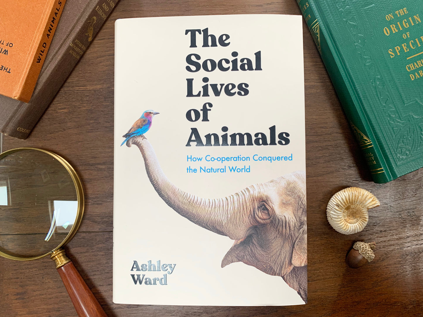 The Social Lives of Animals by Ashley Ward