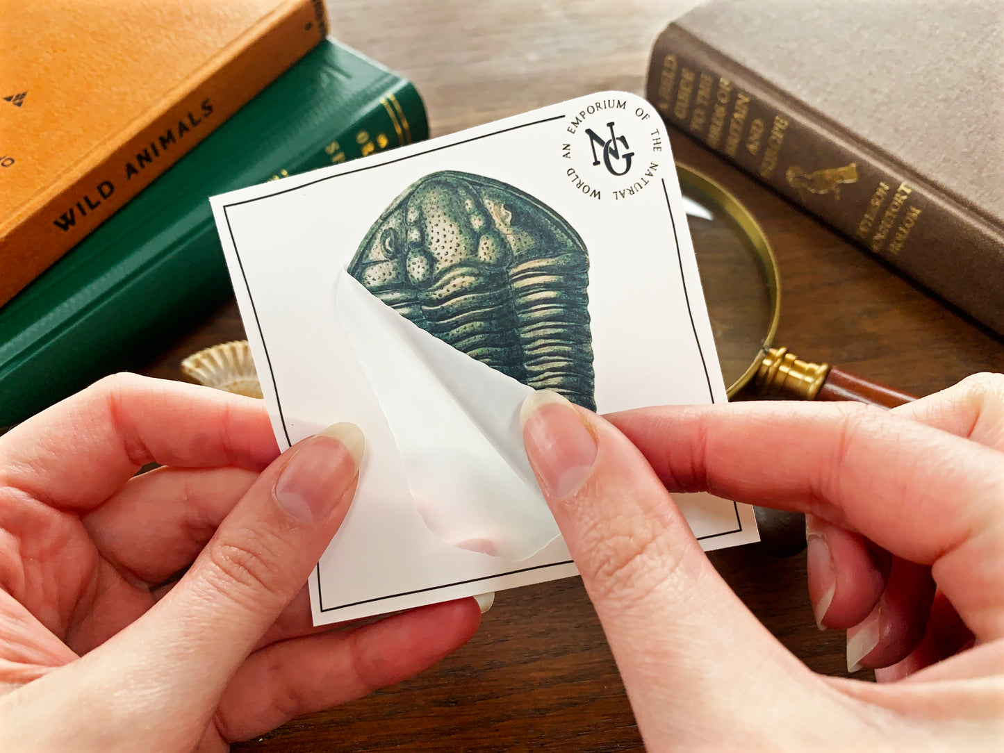 Trilobite Fossil Sticker