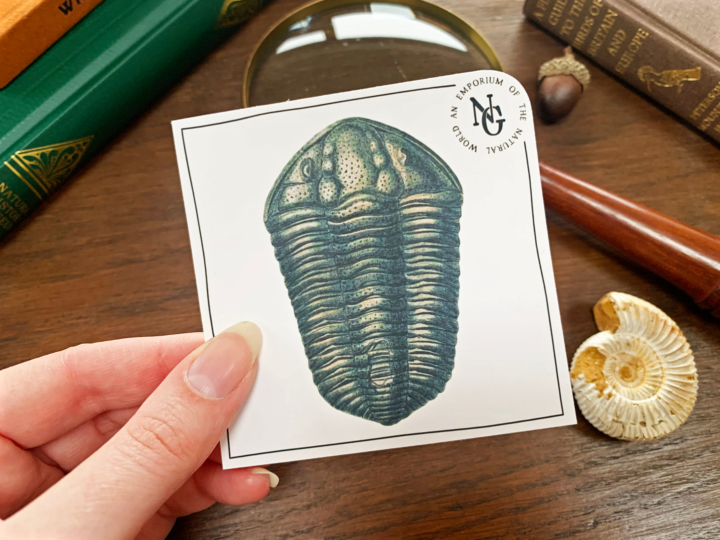 Trilobite Fossil Sticker