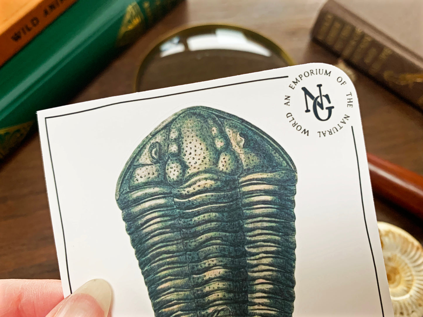 Trilobite Fossil Sticker