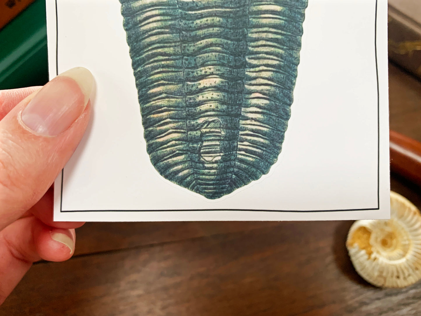 Trilobite Fossil Sticker