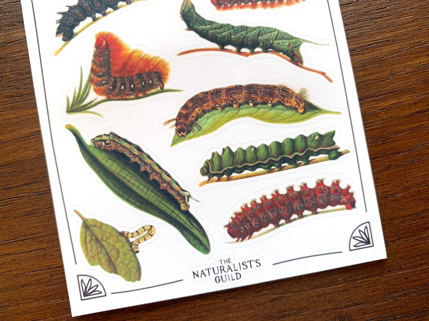 Vintage Caterpillars Sticker Sheet