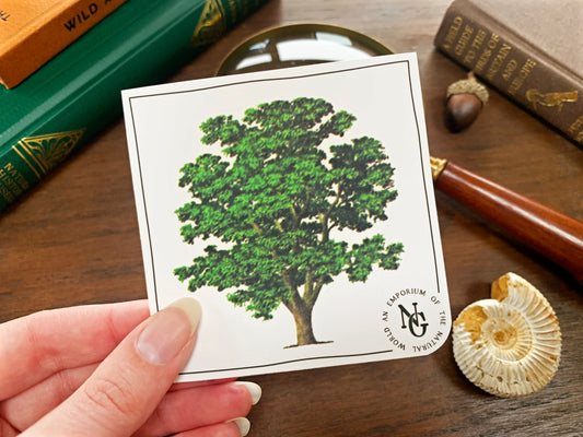 Walnut Tree Vintage Sticker