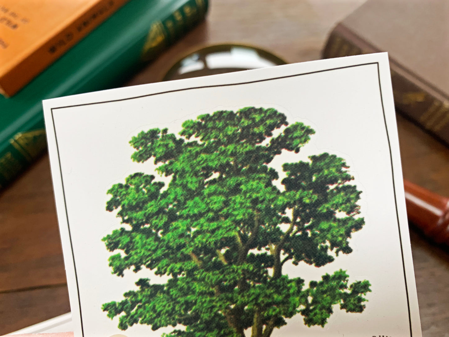 Walnut Tree Vintage Sticker