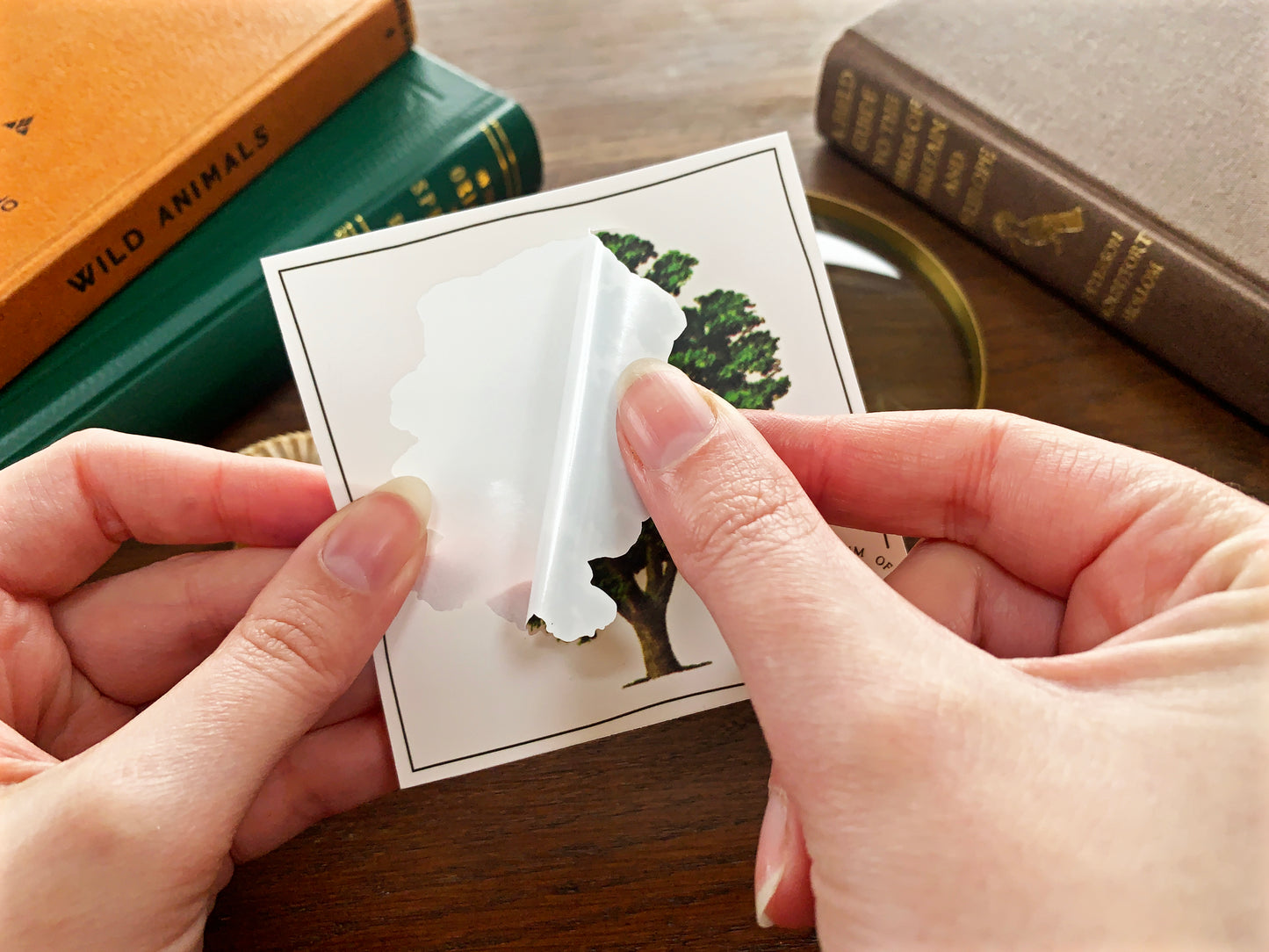 Walnut Tree Vintage Sticker