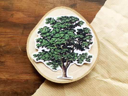 Vintage Walnut Tree Illustration Sticker, Old Aesthetic Painted Tree Decal, Small Gift for Outdoor Adventure Lovers, Hiker and Explorer Gift