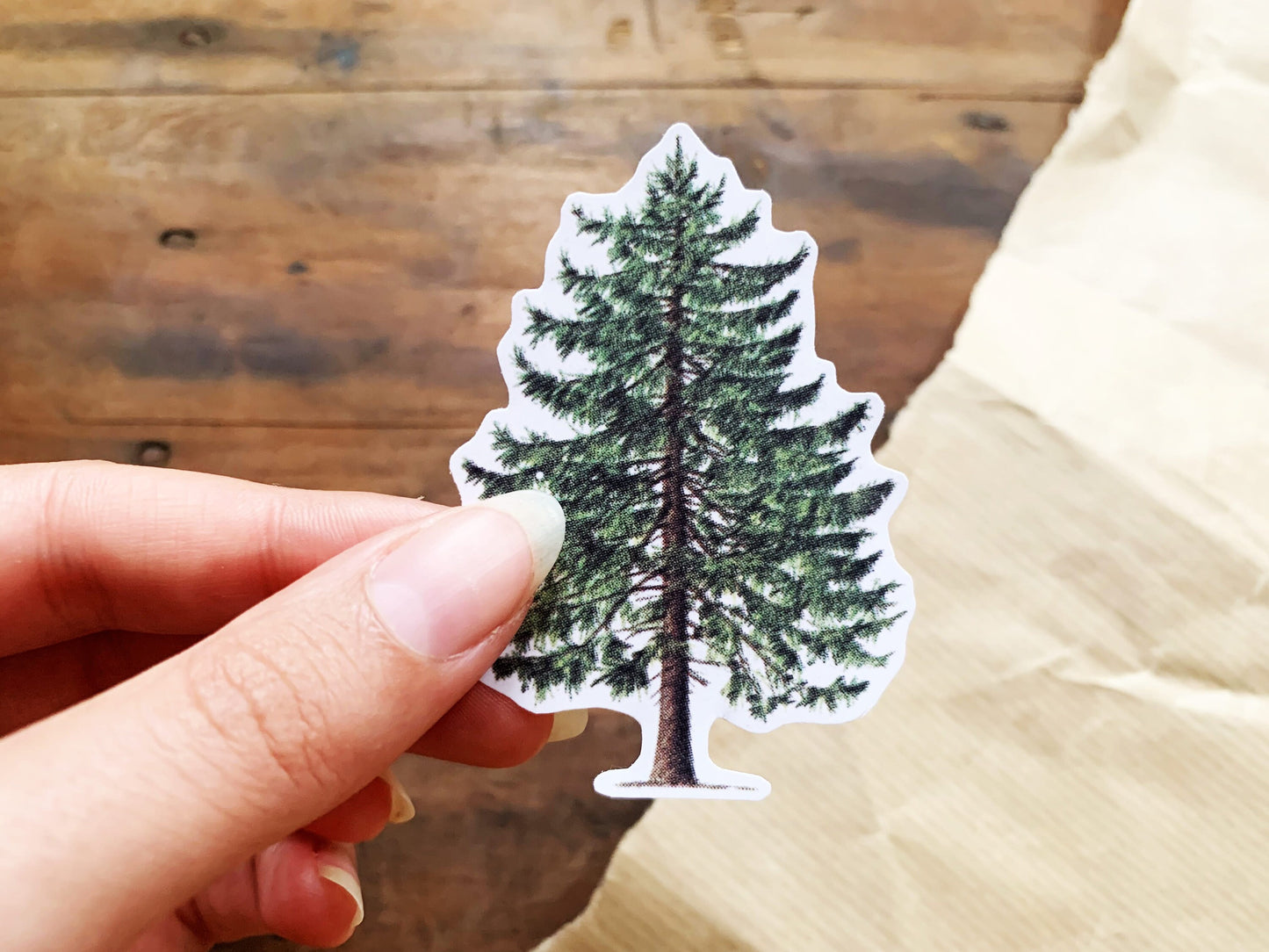 Illustrated British Larch Tree, Bullet Journal Nature Sticker, Vintage Pine Tree Decal, Nature Lovers and Hikers Gift for Nature Journaling